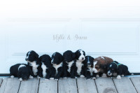 F1 Bernedoodle Puppies
