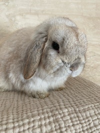 purebred holland lop bunny Hamilton Ontario Preview