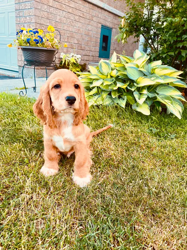 Purebred American Cocker Spaniel Puppies in Dogs & Puppies for Rehoming in Oshawa / Durham Region - Image 2