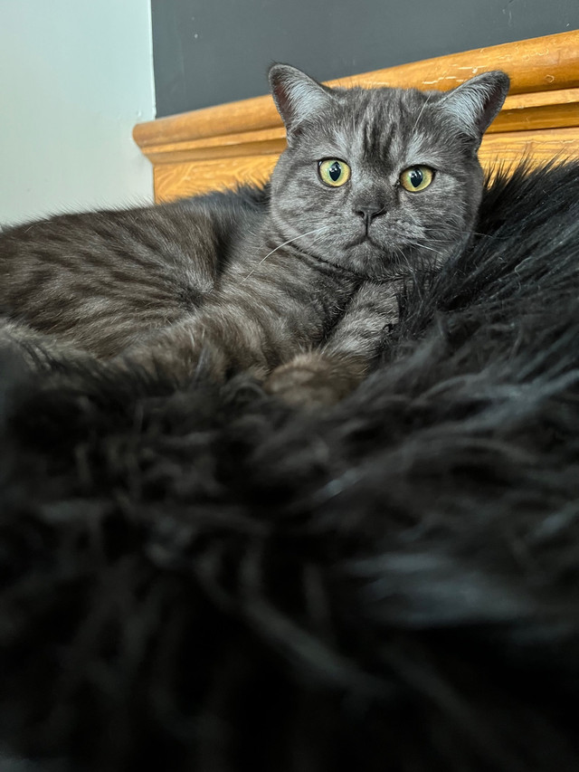 British Shorthair femelle dans Chats et chatons à adopter  à Ouest de l’Île - Image 3