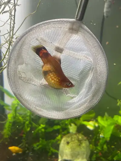 2 platy fish (one pregnant) up for trade, View more