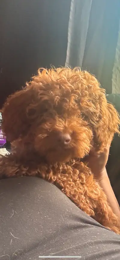 Handsome Red Toy Poodle Puppy, View more