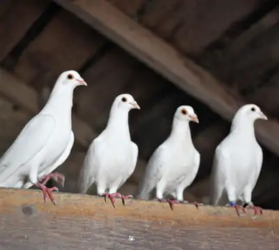 Pigeons for sale, View more
