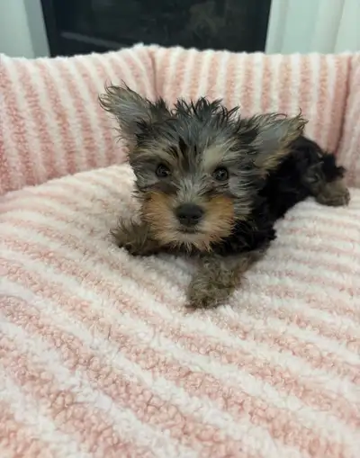 Yorkie puppies, View more