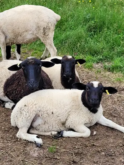 Two ewe yearlings, two ewe lambs. Dorper arcott mix. Can deliver to clarenville area. Located near G...