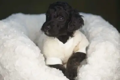 Permanent Guardian Home for F1B moyen medium goldendoodle, View more