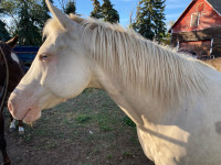 Quarter horse Apaloosa mare 