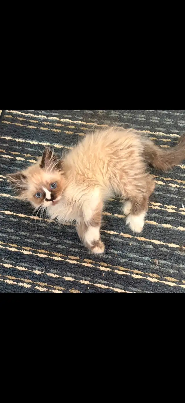 Last Purebred Traditional Ragdoll Kitten in Cats & Kittens for Rehoming in Annapolis Valley - Image 4