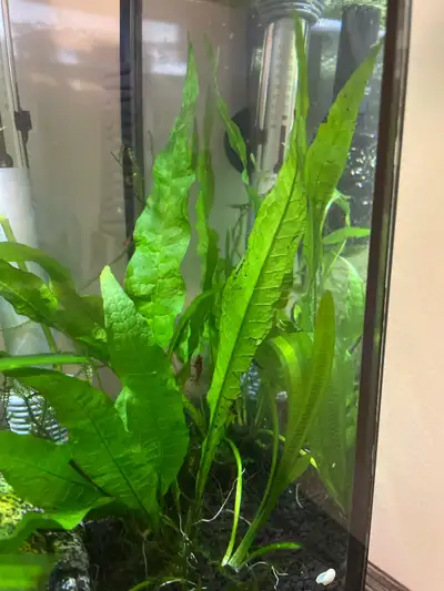 Aquarium Plant Bundle , View more