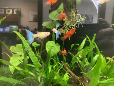 Red Wagtail Platies and Blue Topaz Guppies, View more