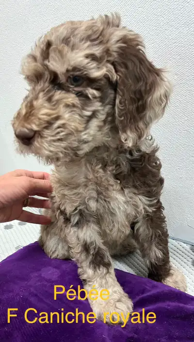Standard poodle puppies, View more