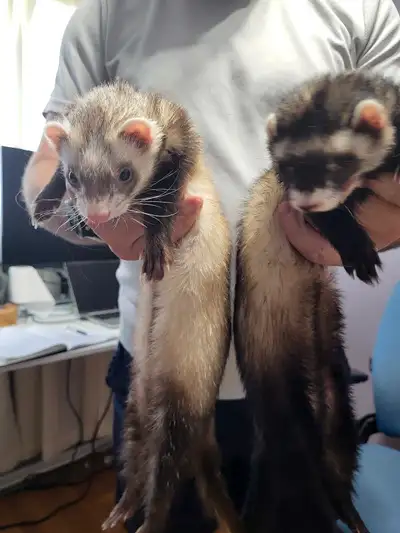 2 Ferrets for sale, View more