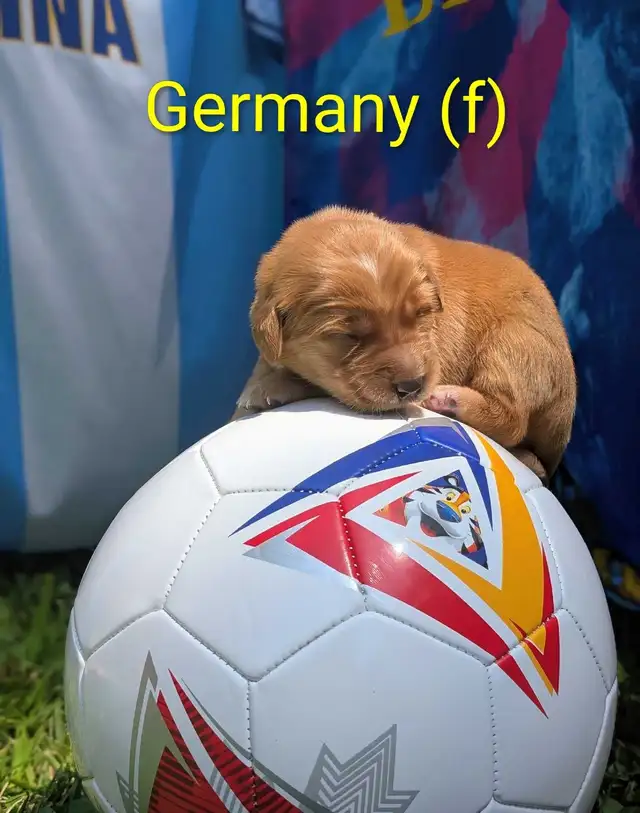 pure-bred Golden Retriever puppies in Dogs & Puppies for Rehoming in Owen Sound - Image 2