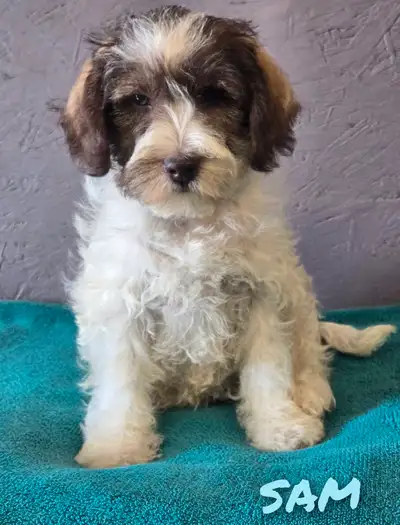 ADORADBLE SCHNOODLE PUPPY, View more