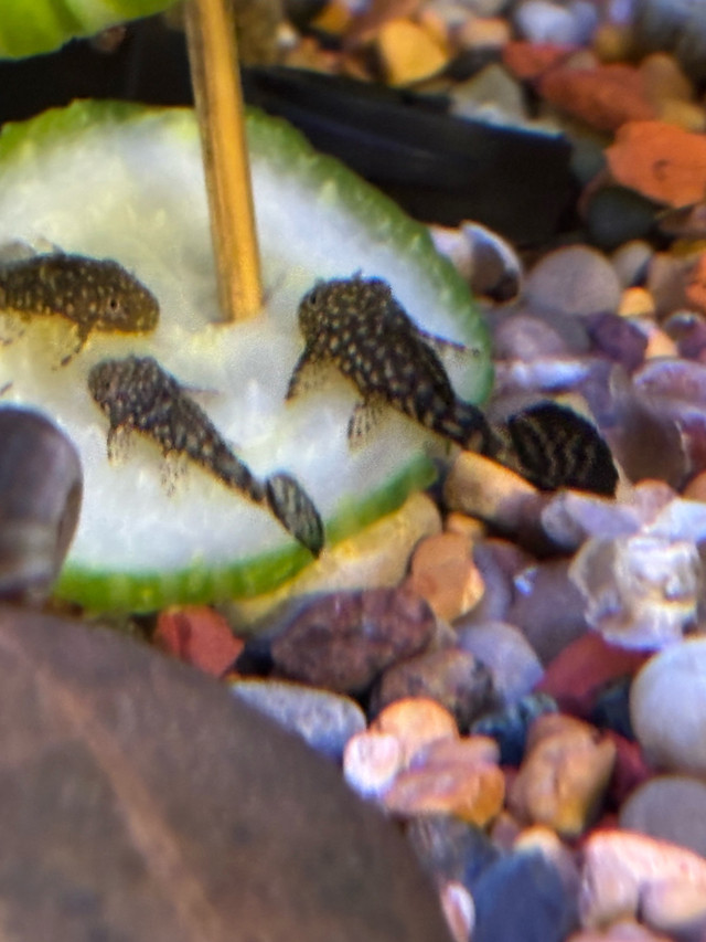 Blistlenose baby plecos in Fish for Rehoming in London - Image 4