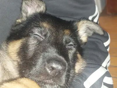 chiot Berger allemand pur race, View more