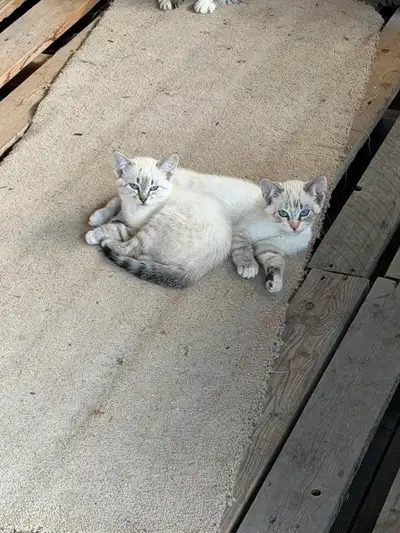 cute siamese kittens , View more