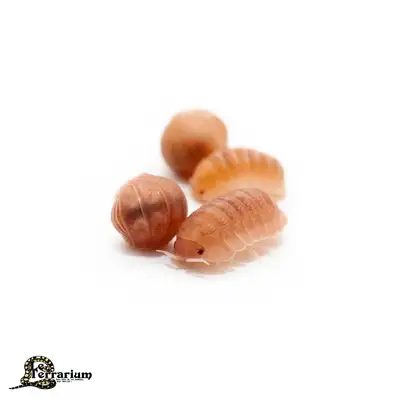 Cubaris murina - Papaya (12+), View more