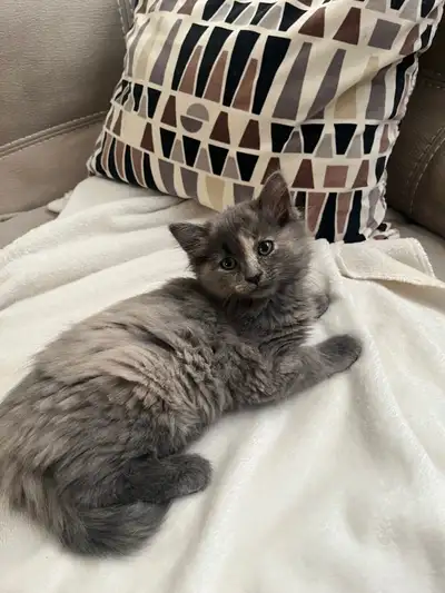 Bonjour j’ai 4 chatons à vendre, deux mâles et deux femelles, ils sont nés le 8 Mars. Ils sont propr...