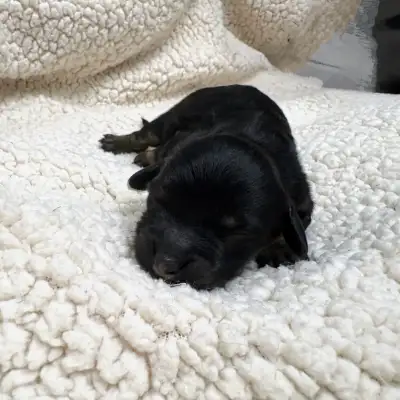 mini Golden Bernedoodles , View more