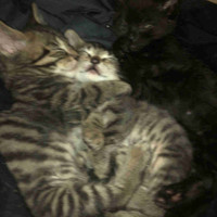 2 Baby Kittens & Mother Available 