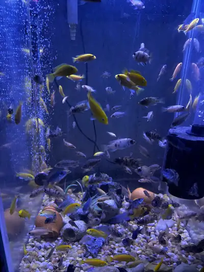 African cichlids , View more