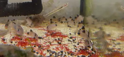 panda cory, View more