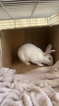 Bunny and cage for rehoming  