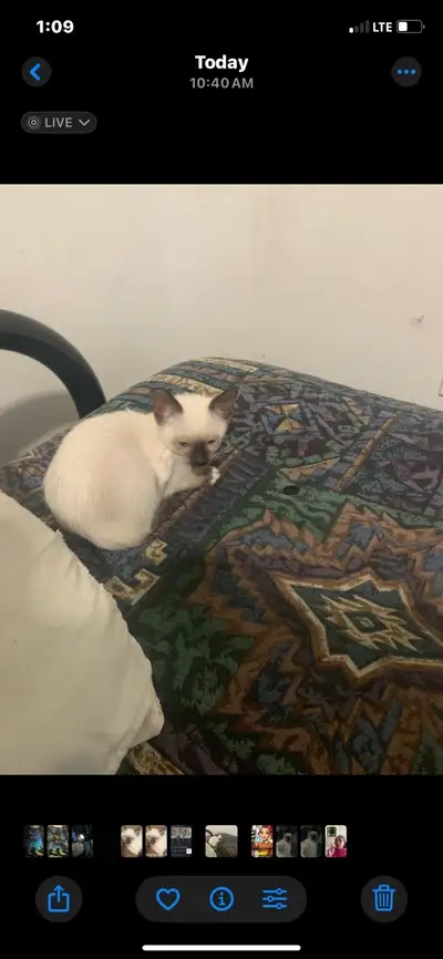 Looking for a forever home for my beautiful kitty, View more