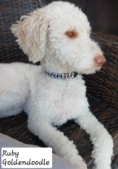 ❤️Golden Doodle and Golden Mountain Doodles available ❤️, View more