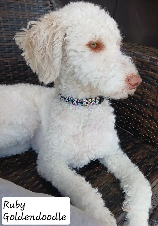 ❤️Golden Doodle and Golden Mountain Doodles available ❤️ in Dogs & Puppies for Rehoming in Hamilton - Image 2