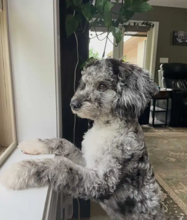 Mini Sheepadoodle Puppies in Dogs & Puppies for Rehoming in Vernon - Image 10