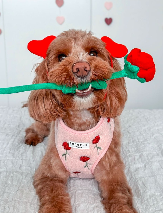 Wag’s Pet sitting Edmonton 780-9653113 in Animal & Pet Services in Edmonton - Image 3