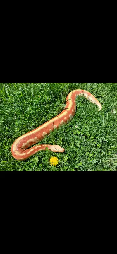2 year old T pos Albino Blood Python. Female. Friendly., View more