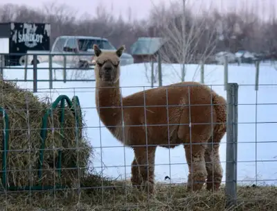 Alpacas for sale , View more