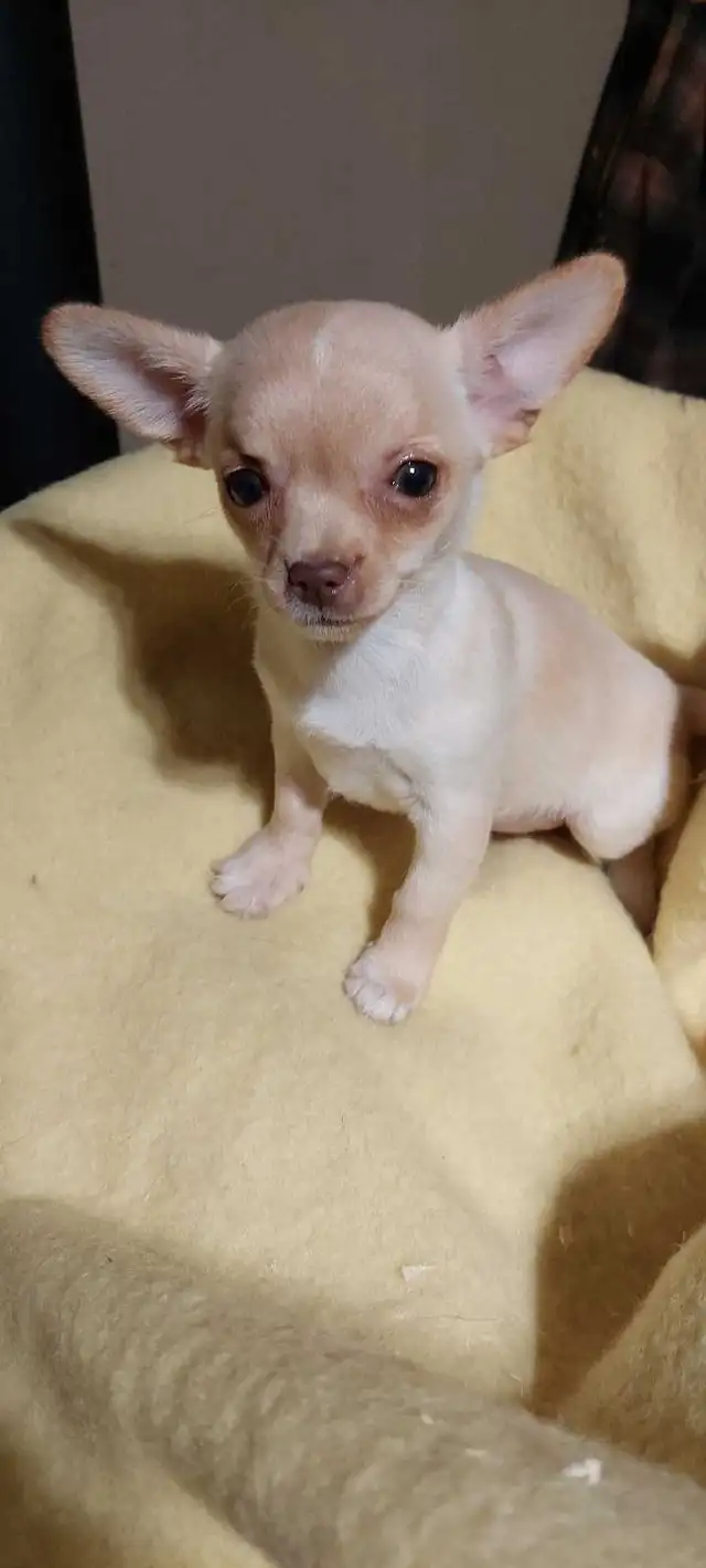 Chihuahua pups One Long haired and One short haired in Dogs & Puppies for Rehoming in Fredericton - Image 5