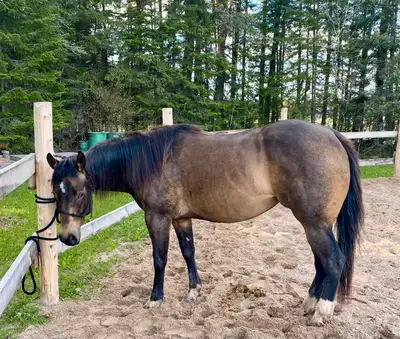 2020 AQHA Buckskin Mare, View more