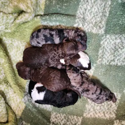 Standard Poodle Puppies, View more