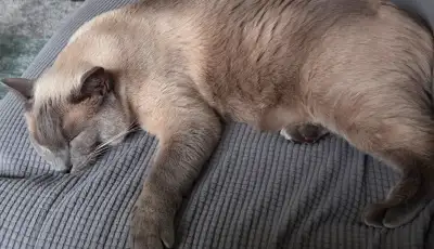 I am looking to rehome my 3yr old male, blue point siamese cat. He is fixed, litter trained. Playful...