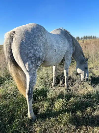 Broke gelding, View more