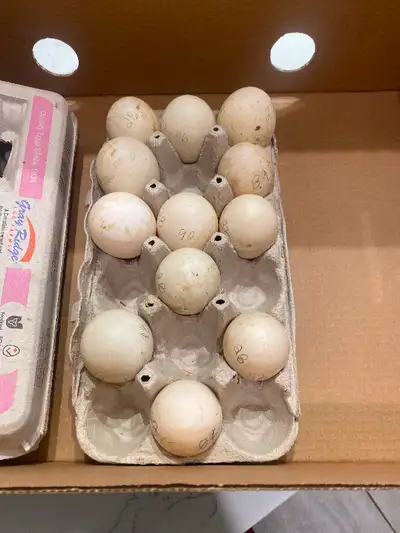 Pekin hatching eggs