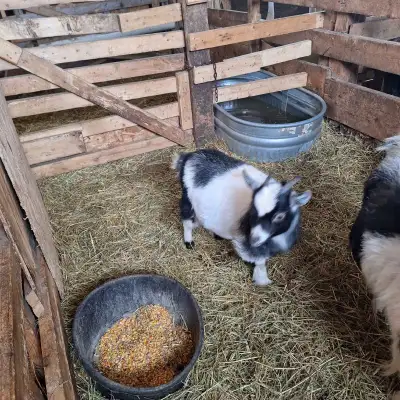 Miniature Pygmy Goat, View more