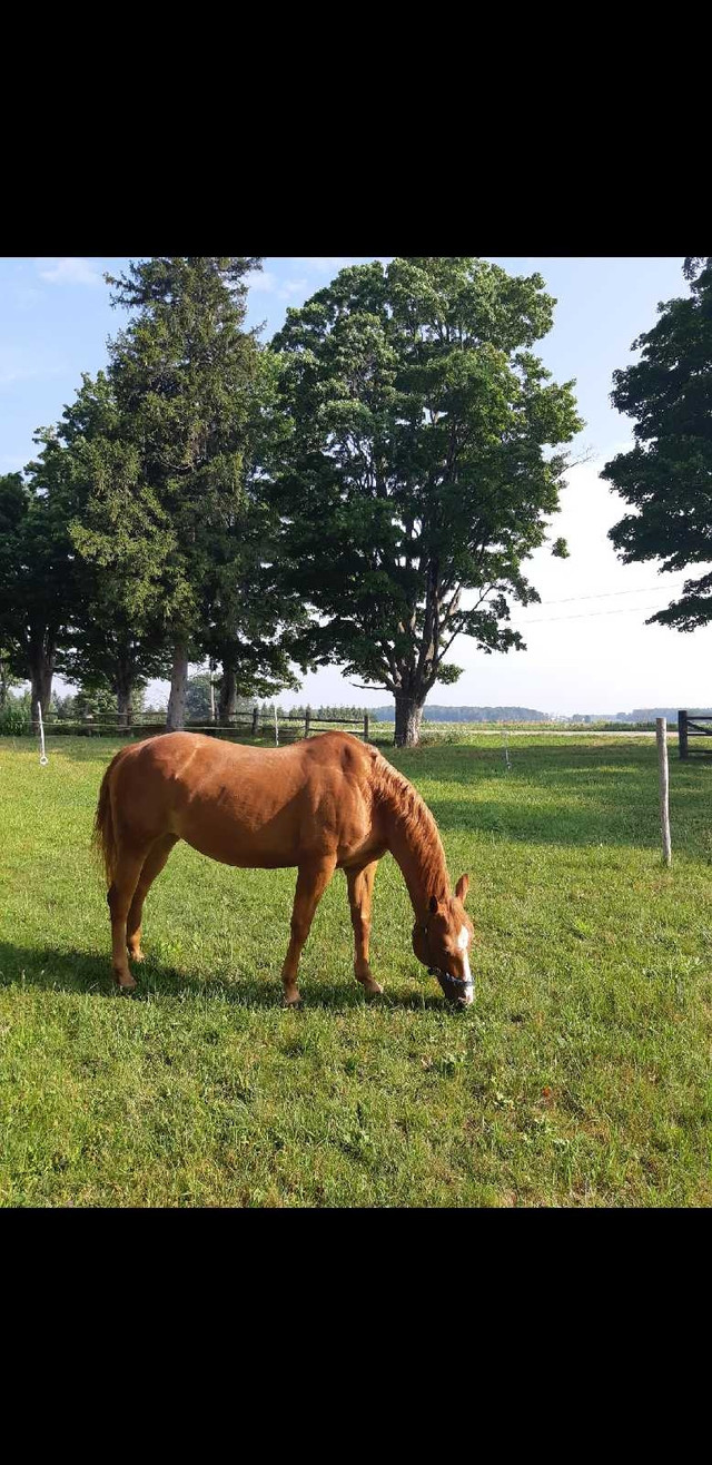 Gentle sorrel mare in Horses & Ponies for Rehoming in Stratford