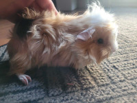 Male Guinea Pig **Pending Pickup**