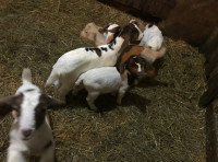 Baby Goats for sale!