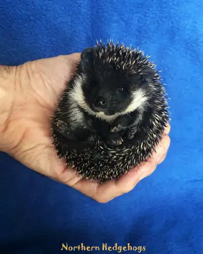 Pedigreed Hedgehog Babies from Ethical Breeder, View more
