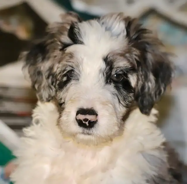 6  RARES DOODLES, BORDOODLES,  BORDOODLES   CHIOTS - PUPPIES in Dogs & Puppies for Rehoming in Laurentides - Image 5