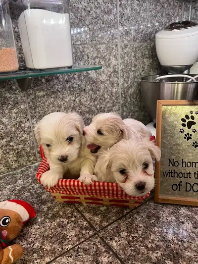 Wonderful puppies are looking for their forever home!, View more