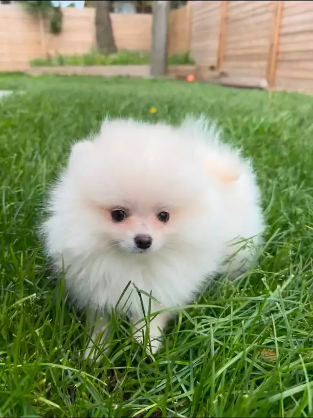 Pomeranian puppies in Dogs & Puppies for Rehoming in City of Toronto - Image 3