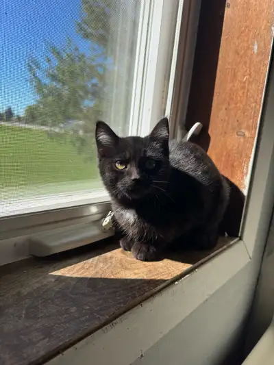 Black kitten, View more